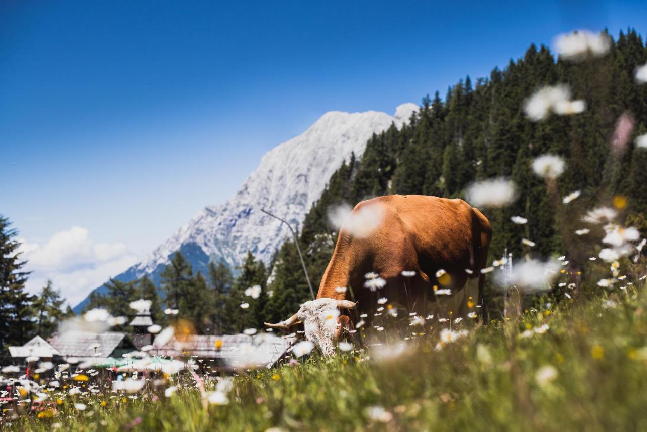 Zvoh, Krvavec, Ski-in, Ski-out * Cerklje na Gorenjskem